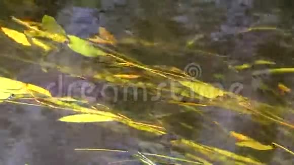 美丽的水下植物在河流中流动视频的预览图