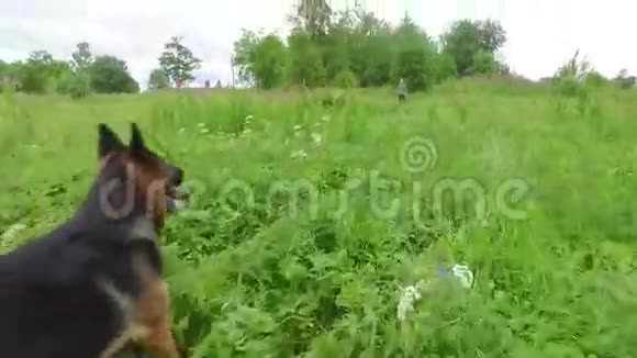 狗沿着绿色的田野奔跑平稳的摄像机镜头慢动作视频的预览图
