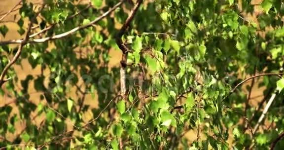 桦树的绿叶4KFS700奥德赛7Q视频的预览图