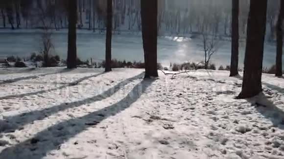 在树林里散步日落时的冬季森林公园视频的预览图