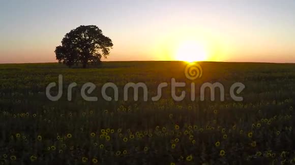 夏季日落时在一片盛开的向日葵的田野上鸟瞰视频的预览图