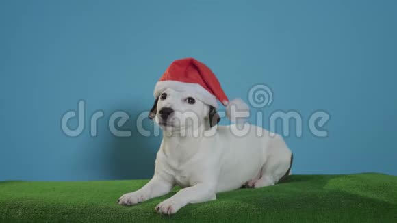 戴着绿松石背景的圣诞帽的杰克罗塞尔猎犬视频的预览图