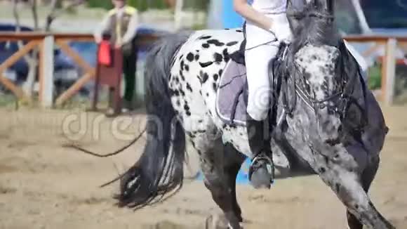 盛装舞步的马和在竞技场上的骑手视频的预览图