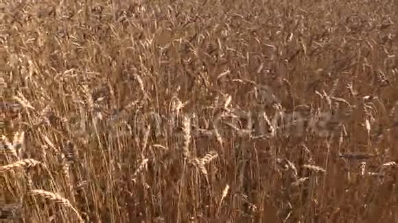 成熟的小麦作物在风中移动左侧滑动视频的预览图