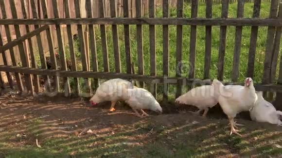 鸡在农业景观农场户外视频的预览图