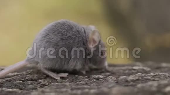 野木鼠坐在森林里视频的预览图