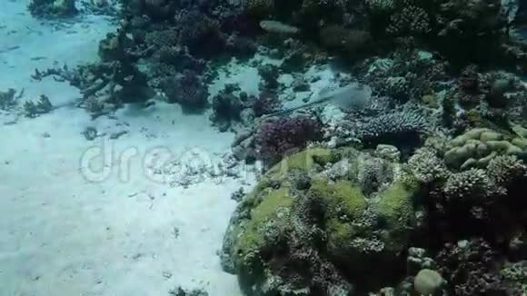 星盘游过美丽的珊瑚礁视频的预览图
