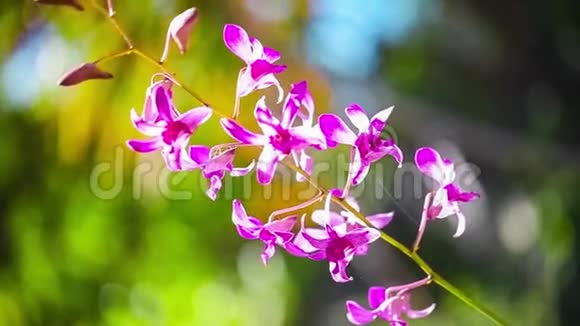 美丽的紫色兰花在风中飘扬暑假概念视频的预览图