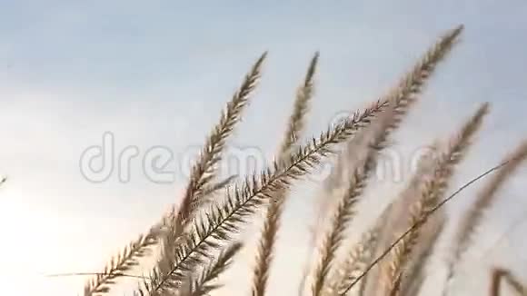 大自然的草在天空中摇曳视频的预览图