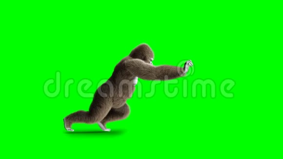 有趣的棕色大猩猩推超级逼真的皮毛和头发绿屏4K动画视频的预览图