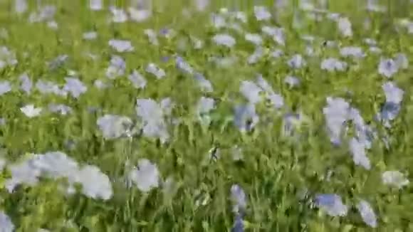 开花的蓝色亚麻场视频的预览图