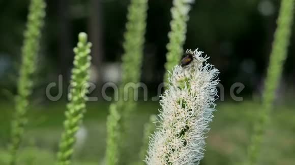 大黄蜂从丁香花中采集花蜜和花粉视频的预览图