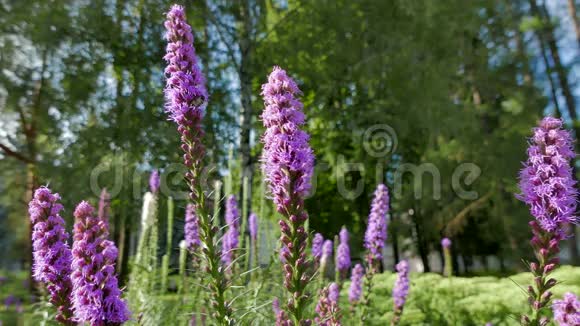 大黄蜂从丁香花中采集花蜜和花粉视频的预览图