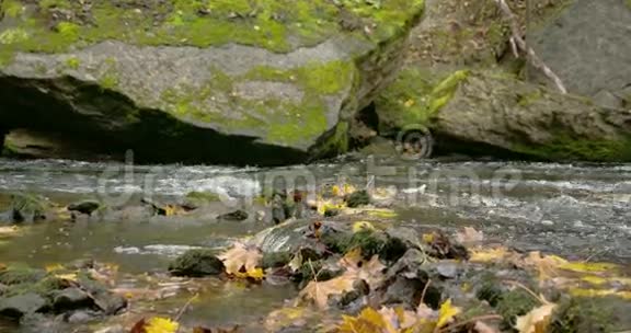河水和枫叶从河中涌出视频的预览图