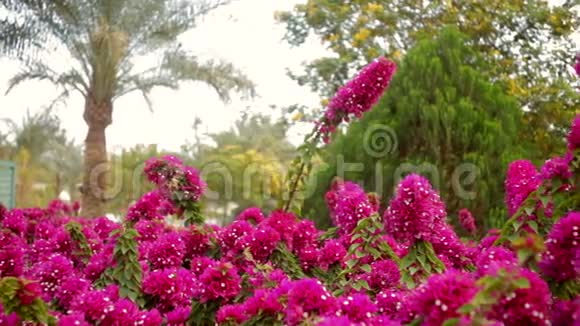 酒店内美丽的红花和棕榈树视频的预览图