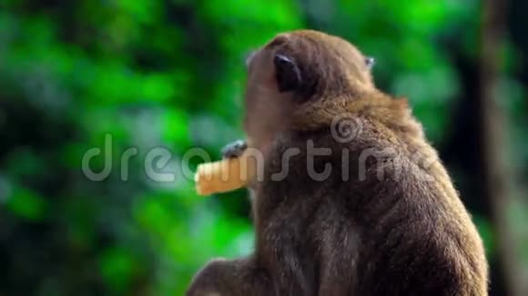 马来西亚巴图洞庙的猴子视频的预览图
