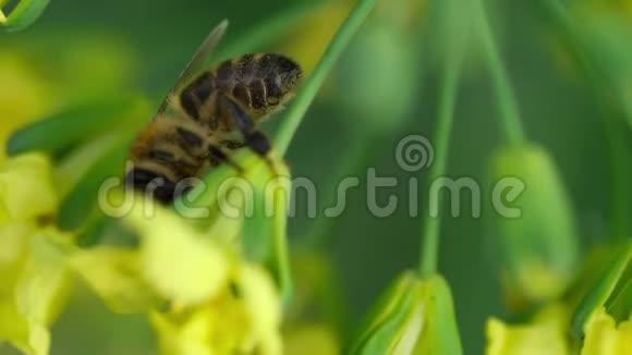 啤酒花上的蜜蜂视频的预览图