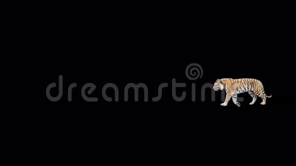 一只真正的老虎慢慢地走着视频的预览图
