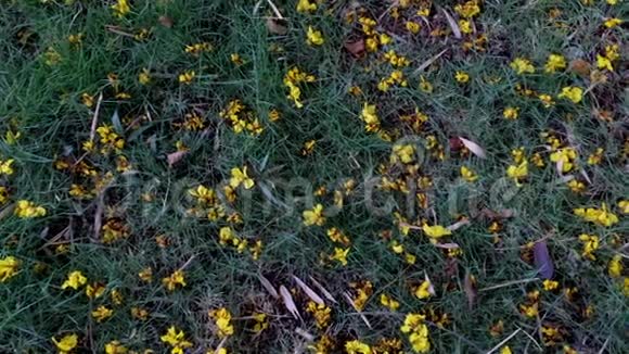 卡丽斯塔毛细管把花洒在草地上视频的预览图