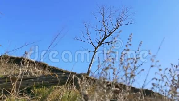 孤独的枯树矗立在地上草地自然景观运动视频的预览图