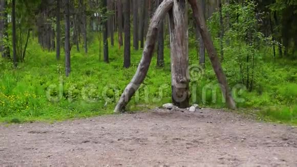 俄罗斯野生森林的善良精神视频的预览图