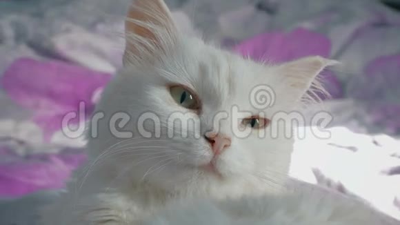 躺在床上的白猫画像视频的预览图