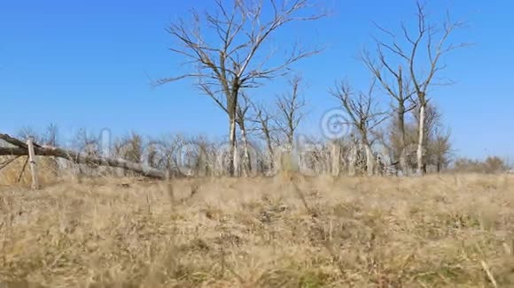 枯树寂寞地站在草地上自然景观运动视频的预览图
