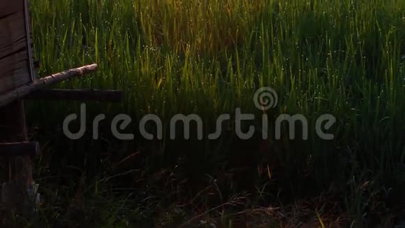 倾斜摄像机稻田里的小农场小屋视频的预览图