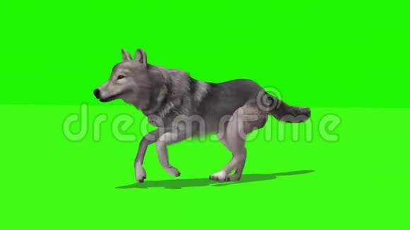 狼用阴影运行3种不同的视图绿色屏幕视频的预览图