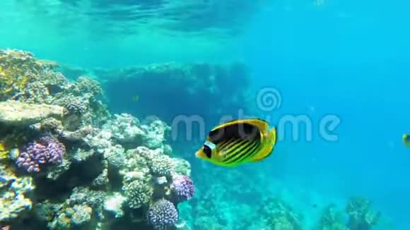 蝴蝶黄鱼浮在靠近珊瑚礁的红海里埃及视频的预览图