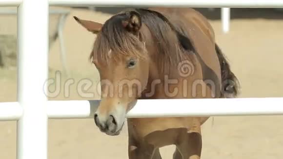 在畜栏里的棕色小马视频的预览图
