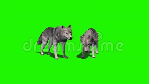 狼吃有无阴影5绿色屏幕视频的预览图
