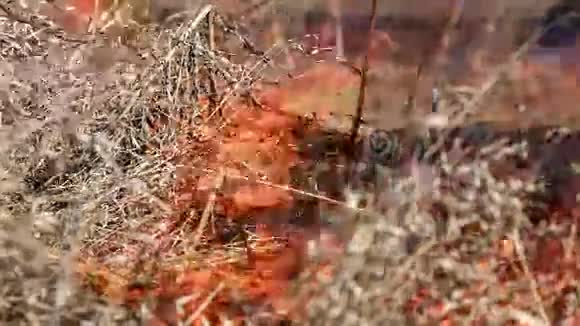 森林大火干草烧成灰烬视频的预览图