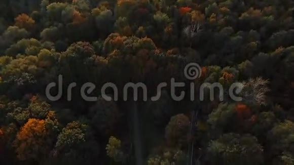 莫斯科PokrovskoeStreshnevo公园的树木视频的预览图