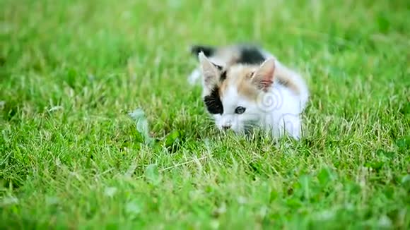 可爱的三色小猫视频的预览图