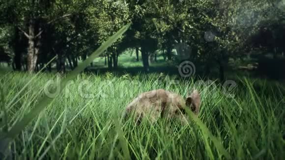 小可爱的野兔跑开躲在草丛里视频的预览图