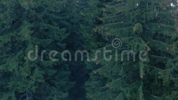 山林中的雨云杉树和球果视频的预览图