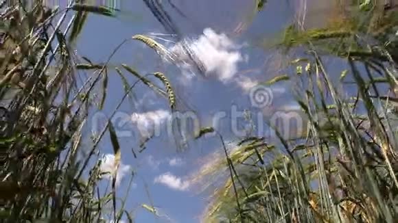 夏天蓝天背景下的微风吹拂着成熟的黑麦耳朵视频的预览图