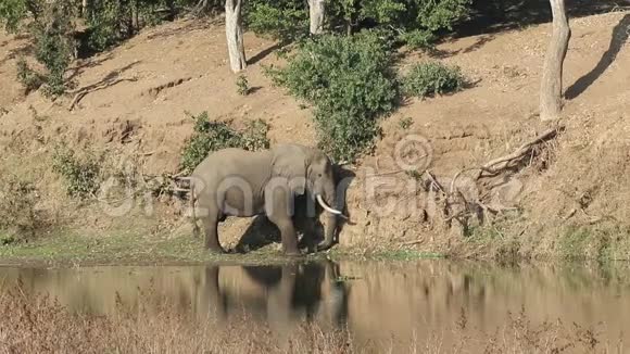 河里的非洲象视频的预览图