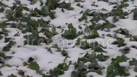 深冬的雾和带雪和油菜的农田视频的预览图