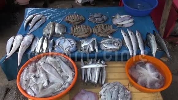 新鲜鱼类对虾和金属盘子中的鱿鱼印度科奇海鲜市场视频的预览图