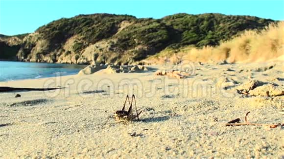 蚱蜢在海边的沙滩上视频的预览图