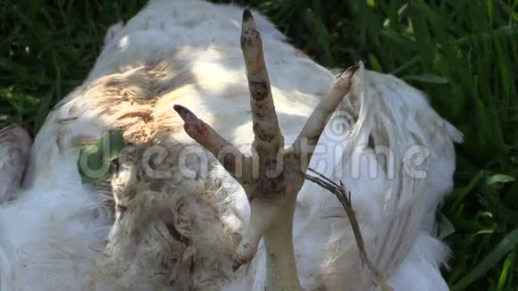 草上死肉鸡为食物杀死农场动物视频的预览图