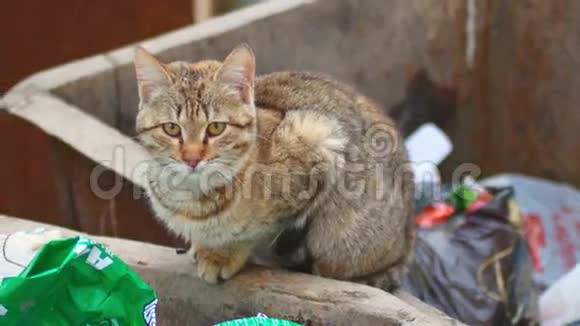 城市垃圾桶上的流浪猫视频的预览图
