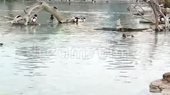 大多数水禽在天然池塘公园清理羽毛视频的预览图