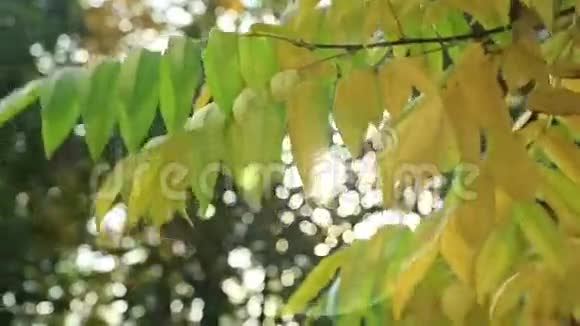 美丽的叶子绿色和黄色与太阳视频的预览图