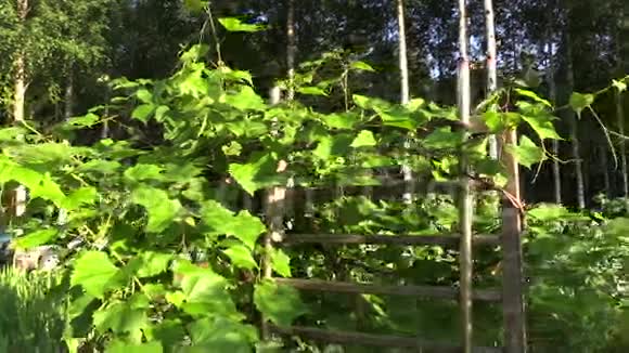 葡萄树在花园的木栅栏中生长视频的预览图