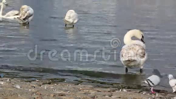 在河上特写令人放松的天鹅视频的预览图