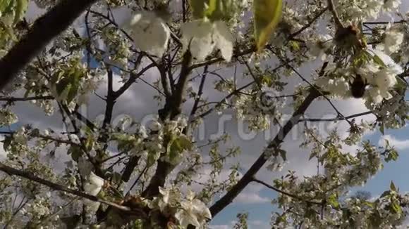 花苹果树与大黄蜂视频的预览图