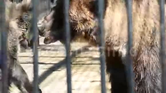 棕熊和妈妈一起玩视频的预览图